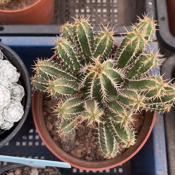 我也不知道怎么办啊你