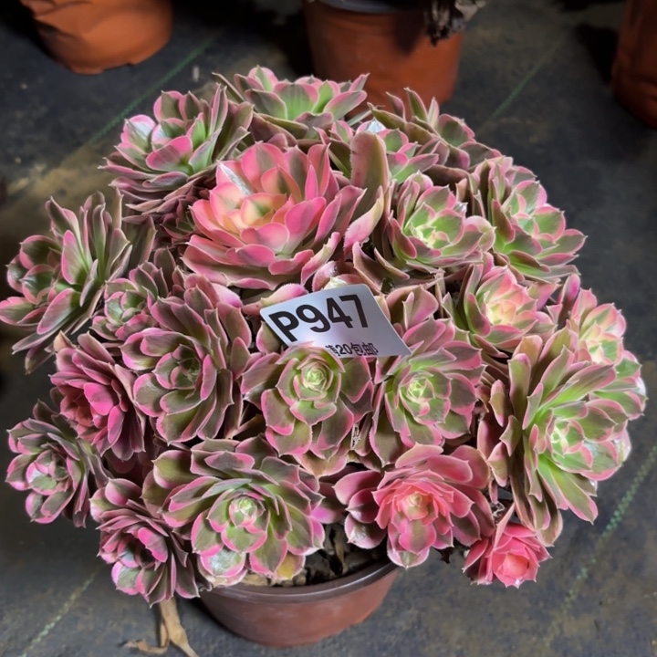 瑞妈，，，，。。947皇后，