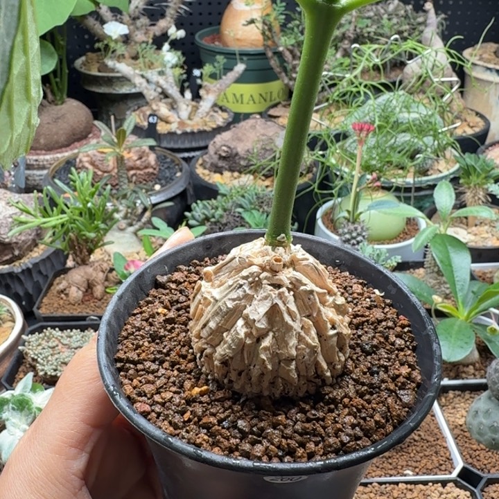 龟甲罗摩 260 仙人球