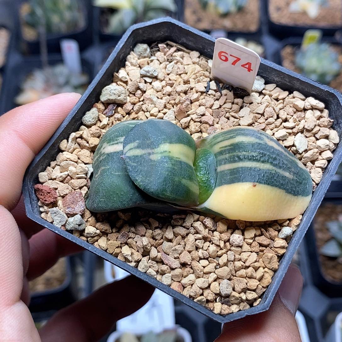 674号军配卧牛锦一物一拍