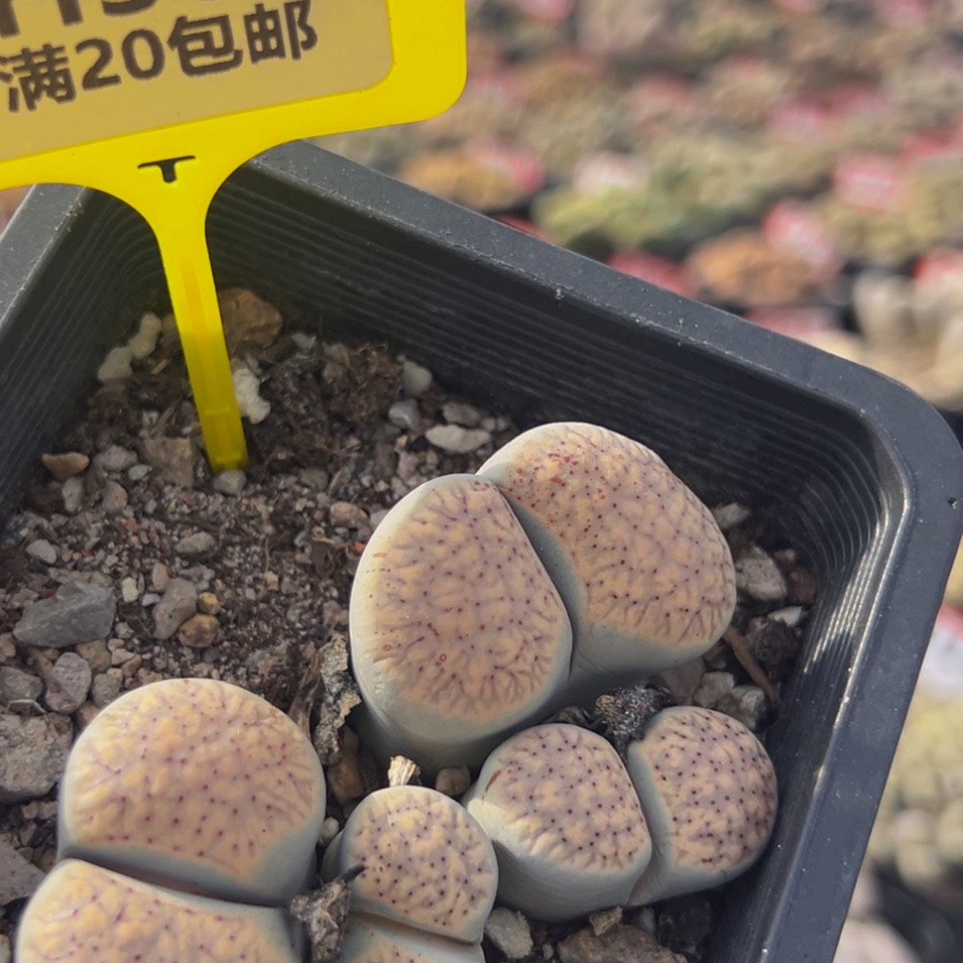 369 生石花大群生大群生