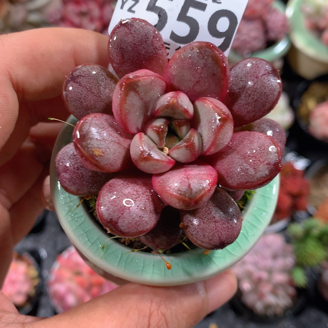 5CM拇指盆精控多肉YZ559