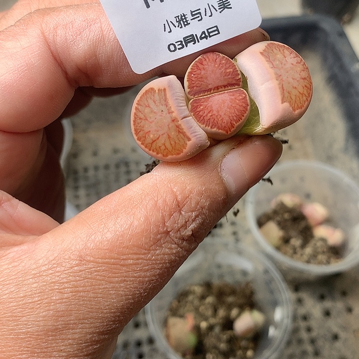 M203多肉植物保护研究所