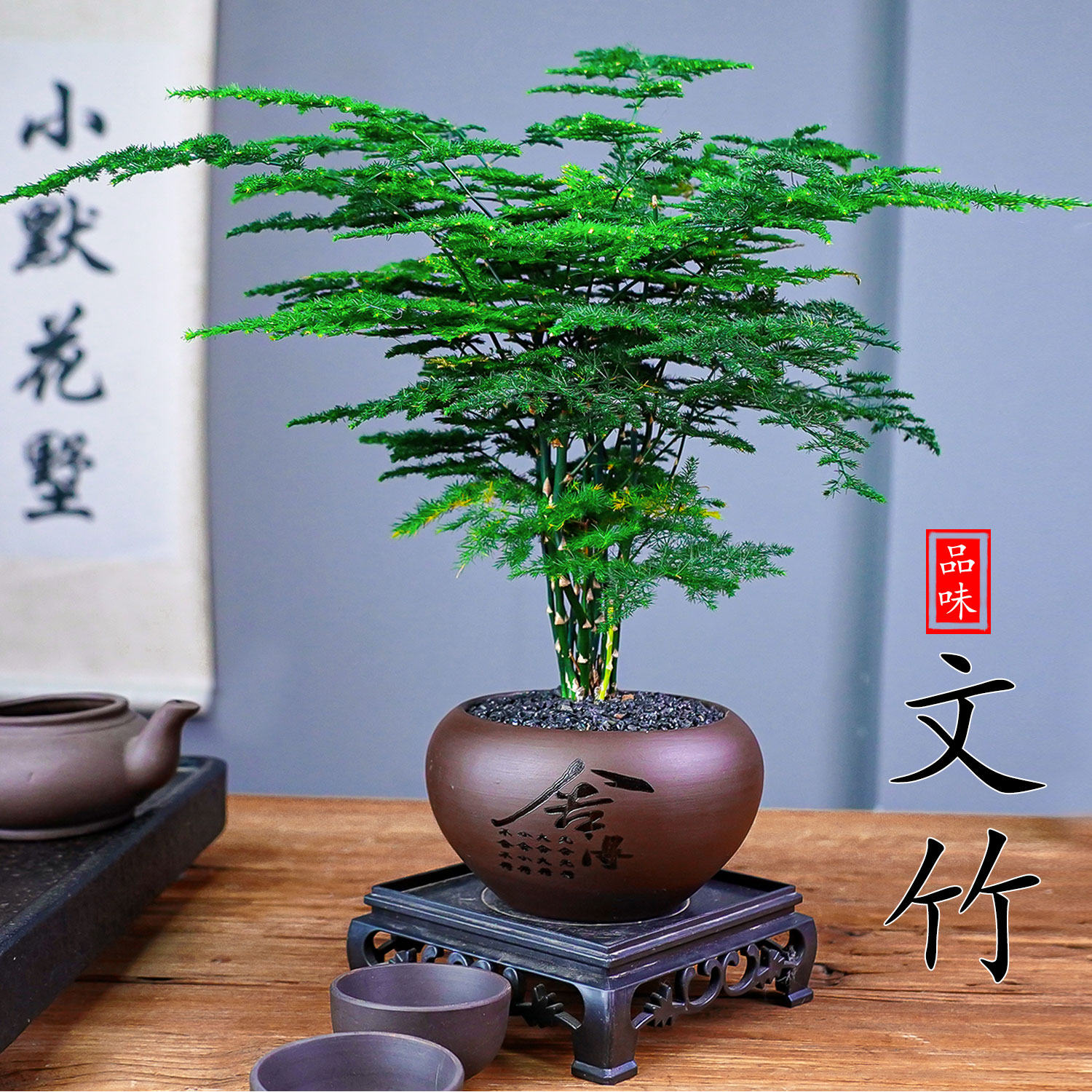 禅意文竹中式君子盆景室内桌面绿植摆件客厅办公室新手易养护盆栽商品图