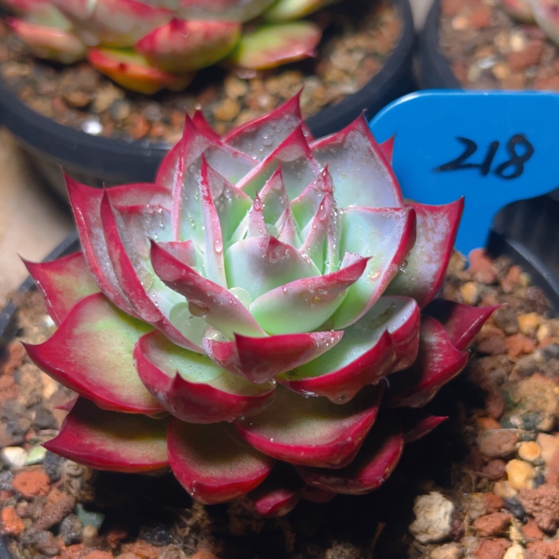 惊鸿仙子218号有叶伤介意勿拍