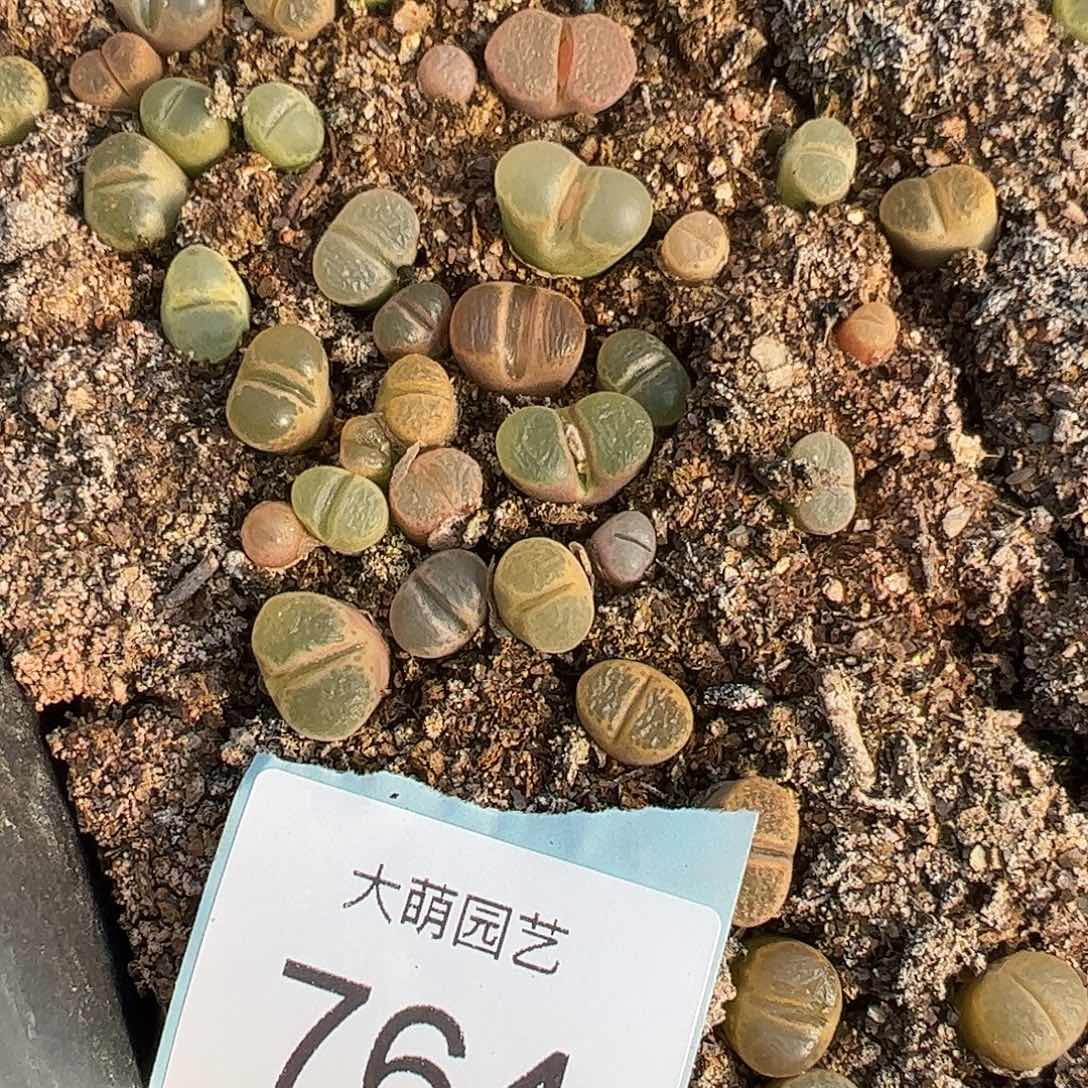 0000764量拍编号风铃混合6颗