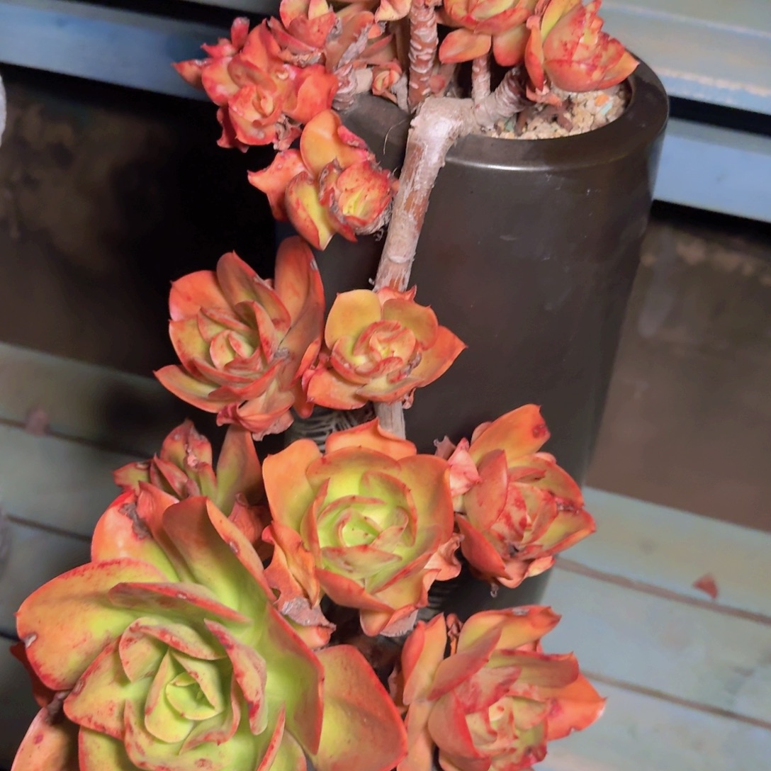教***兽多肉植物的生长发育
