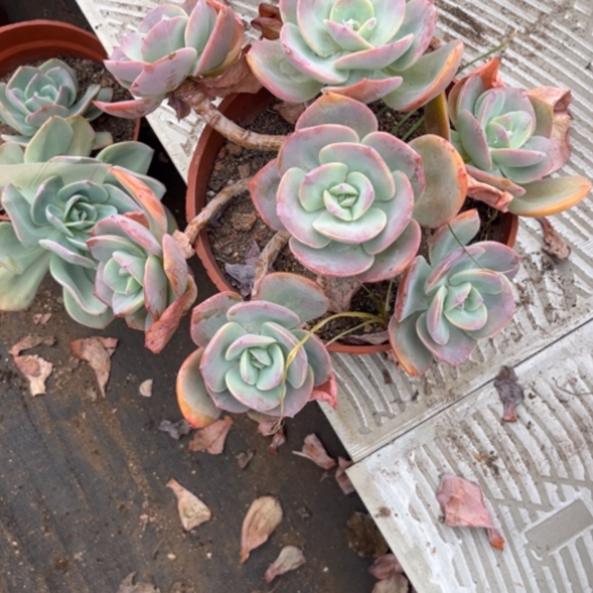 【闪购商品】用****3白凤