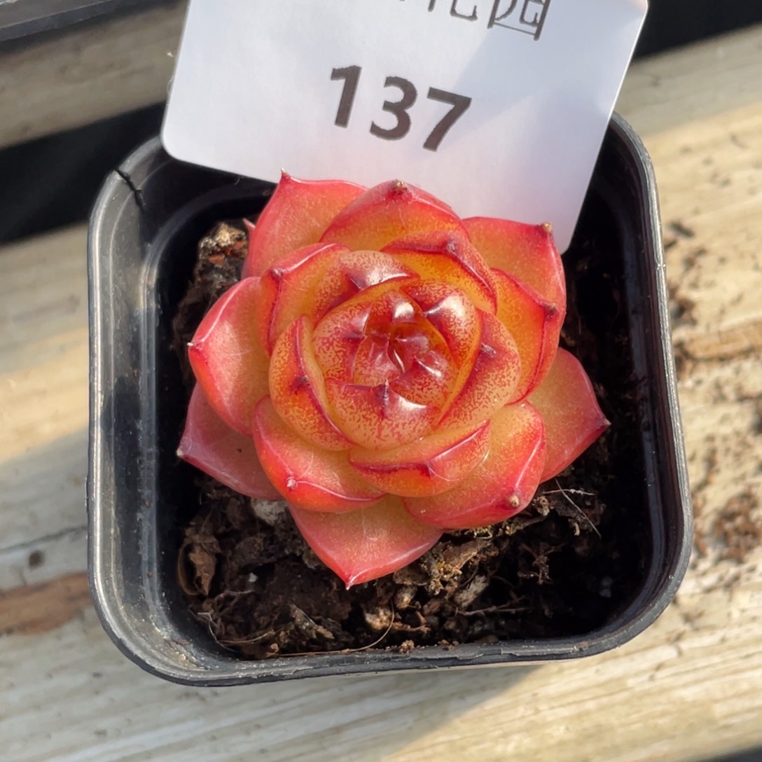 137号糖心冰心珍妮