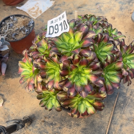 910韶华法师不包断枝