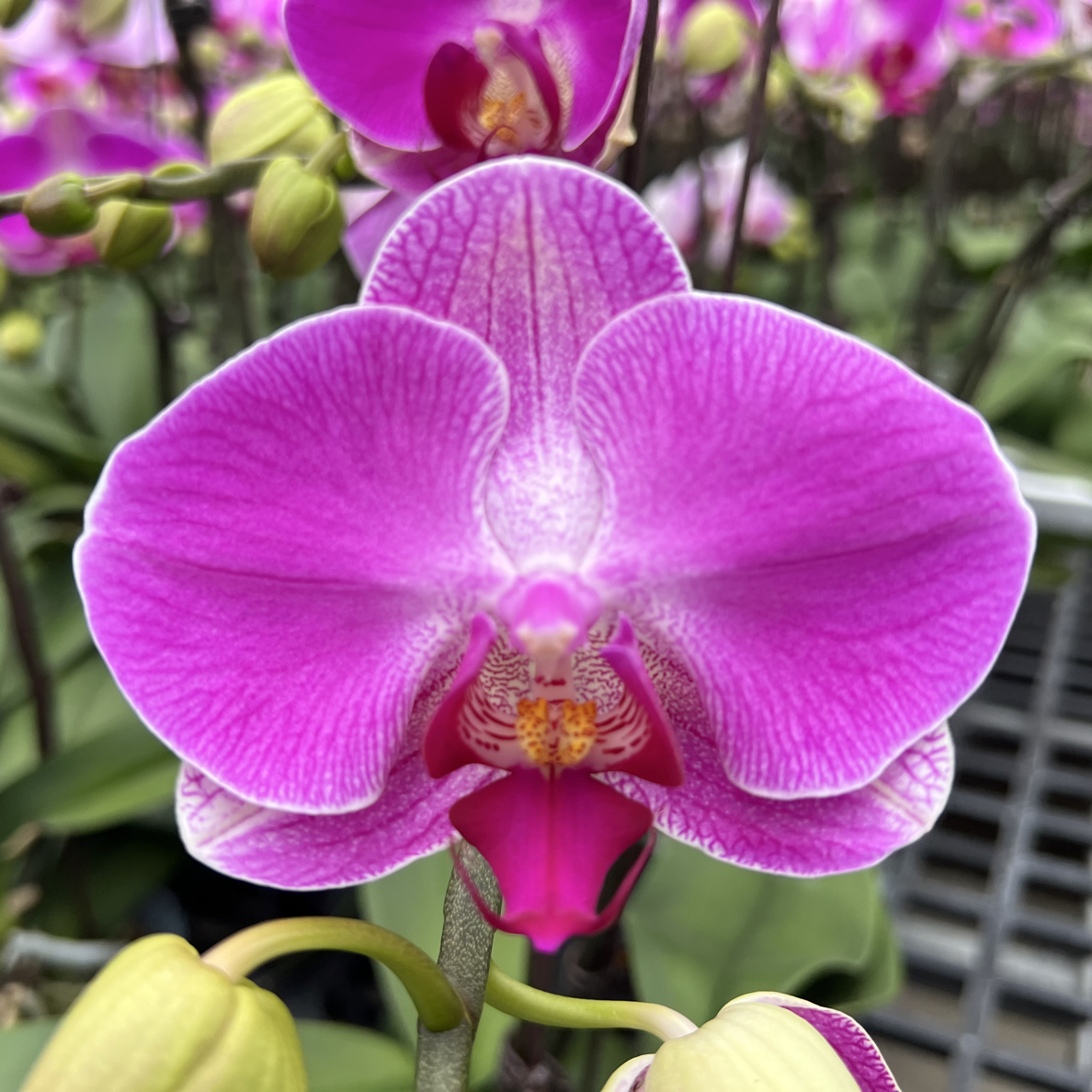 蝴蝶兰【情人二号】 开花株
