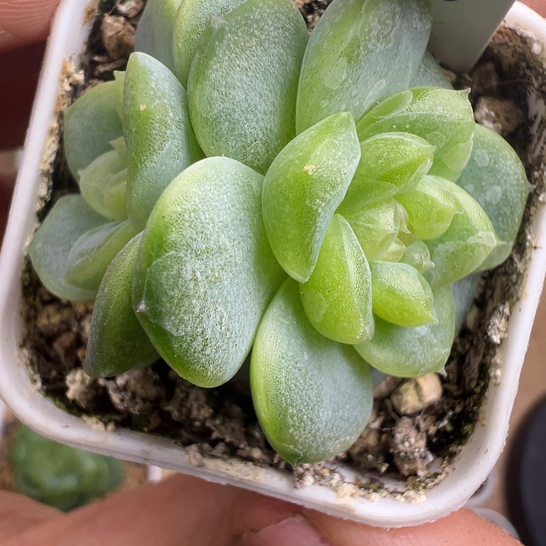 遥遥领先 冰玻璃渣 