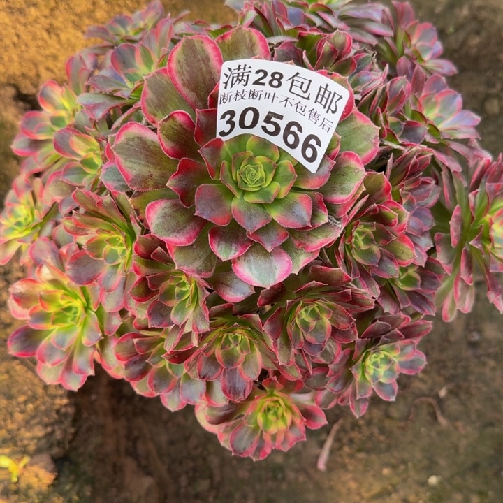 30566安娜多肉植物