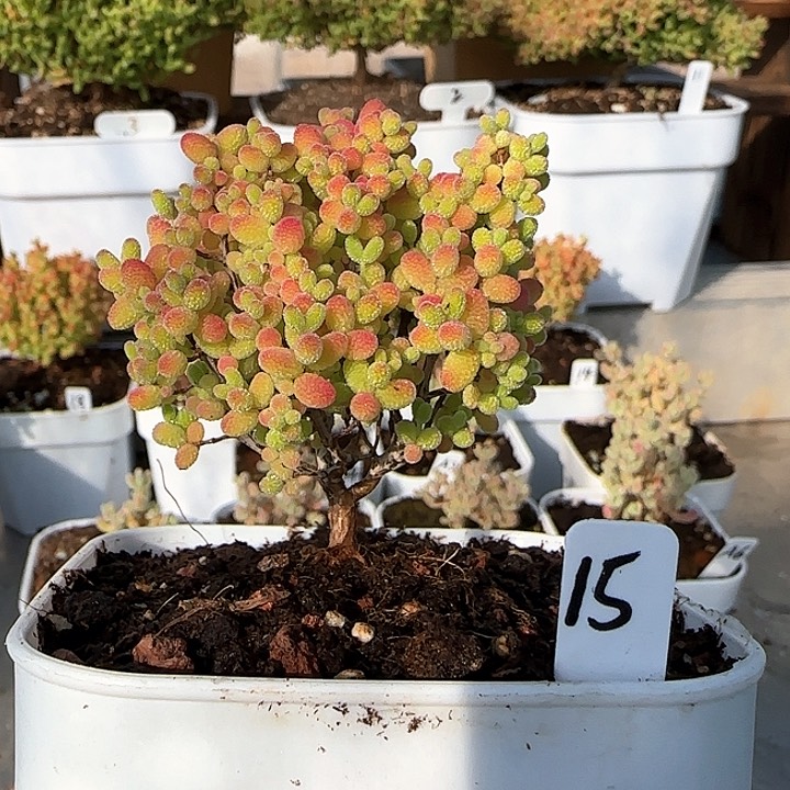 蜜橘糖球枝干番杏