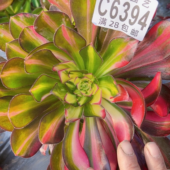 6394爱马仕多肉植物法师