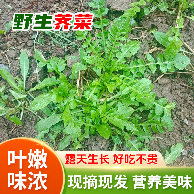 【佳明书记推荐】新鲜现挖荠菜可做馄饨馅春卷馅苏北东台荠菜