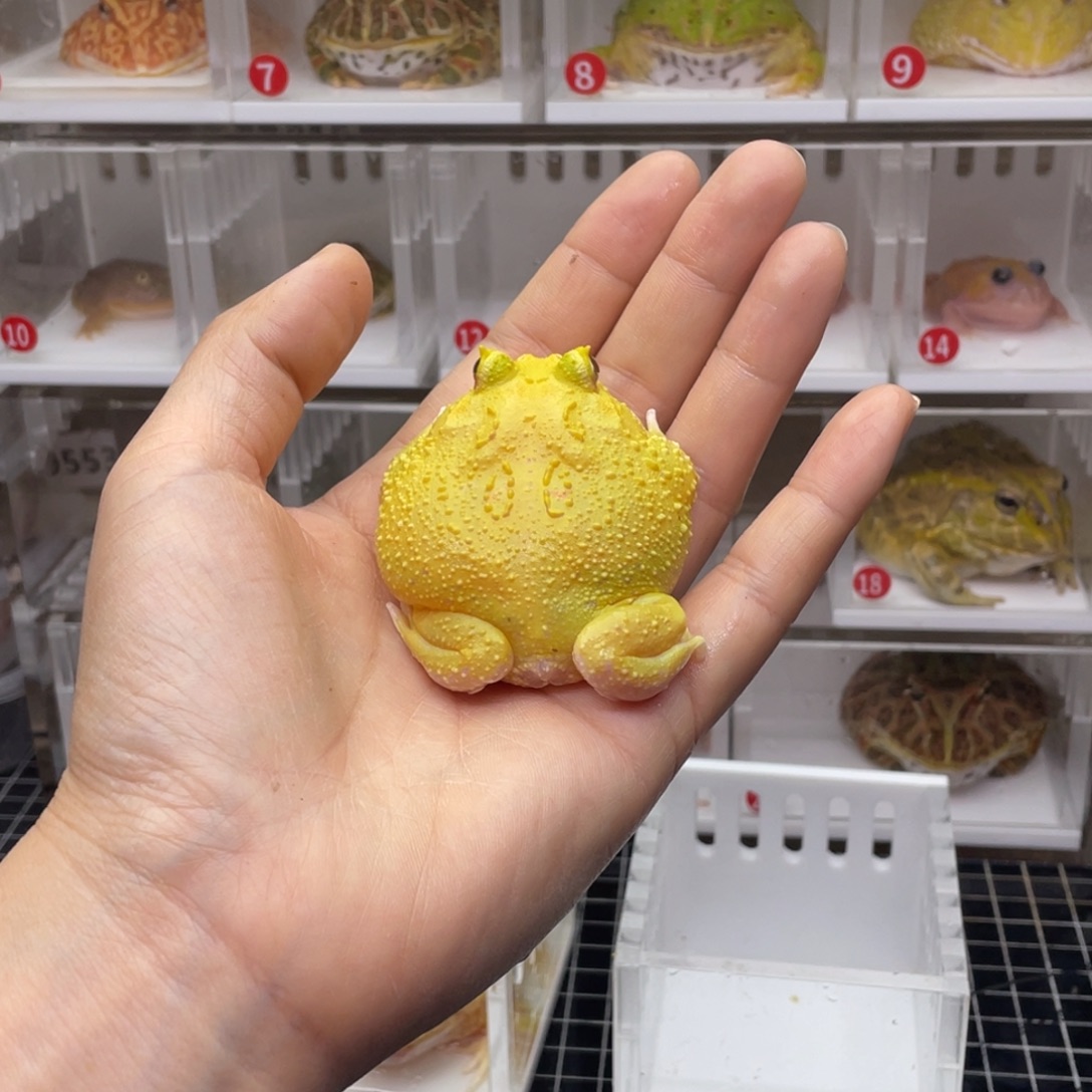 曾***年角蛙蛋黄角蛙9576