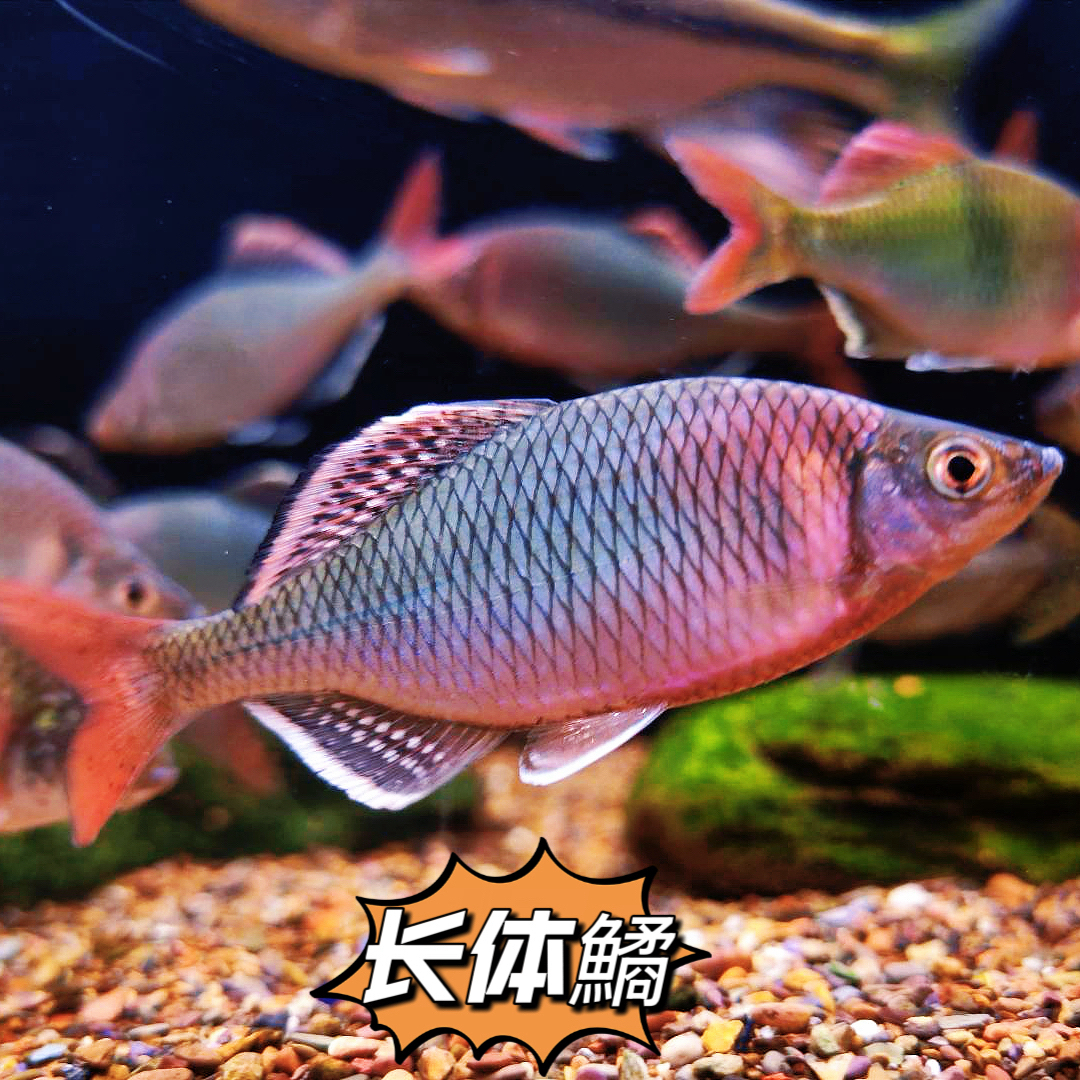 长体鱊（冷水鱼）好看好养。