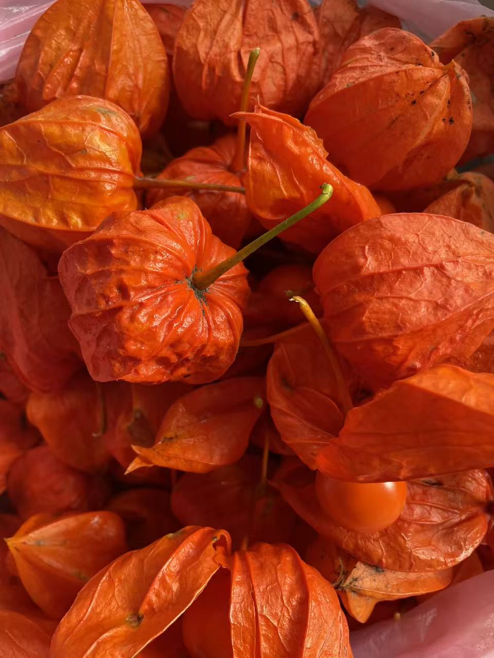 东北长白山新鲜红菇娘灯笼果产地直发可果子吃皮子泡水