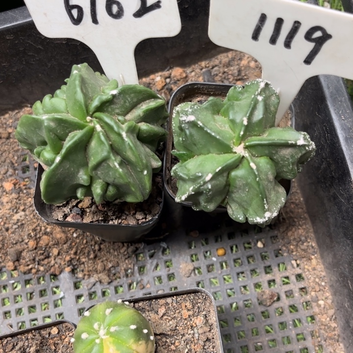 1119 6102福利款好养