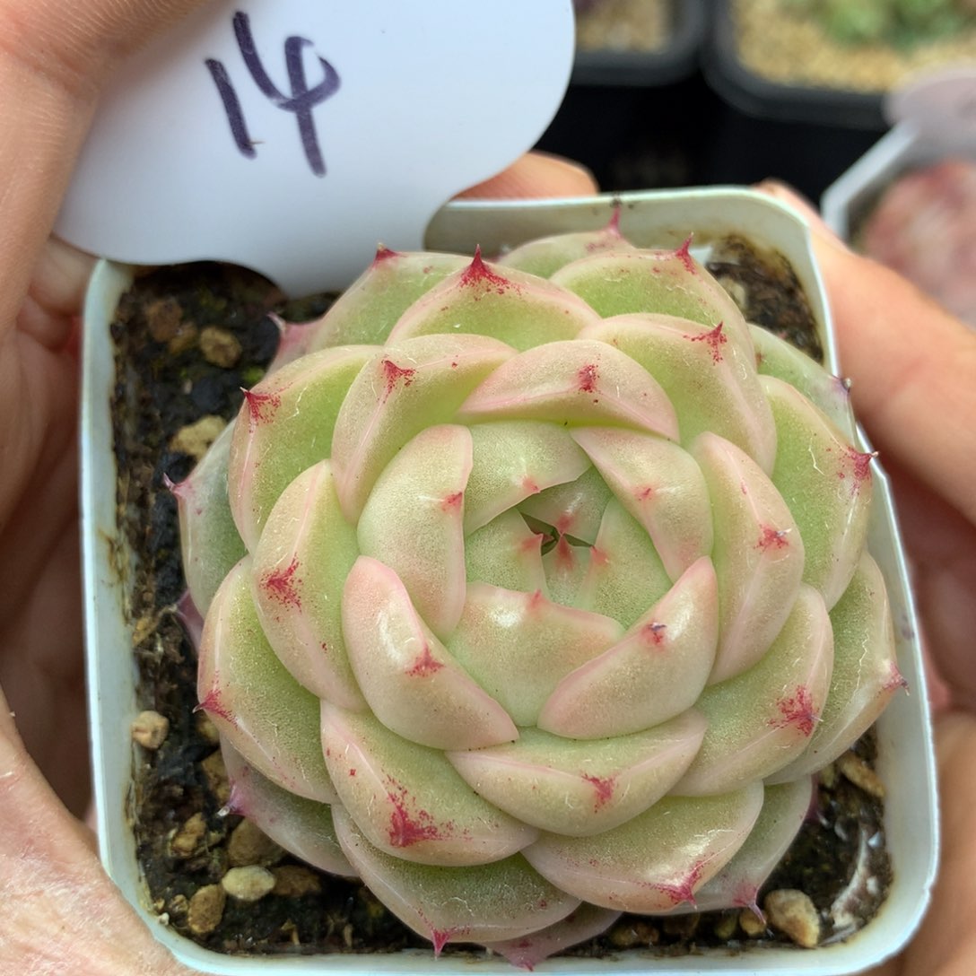 定繁珍妮麦秆单头14