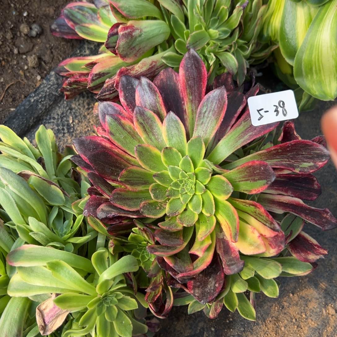 38魔鬼鱼多肉一颗48