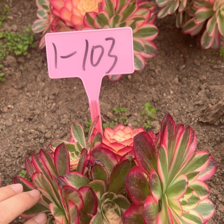 1-103倾城多肉植物