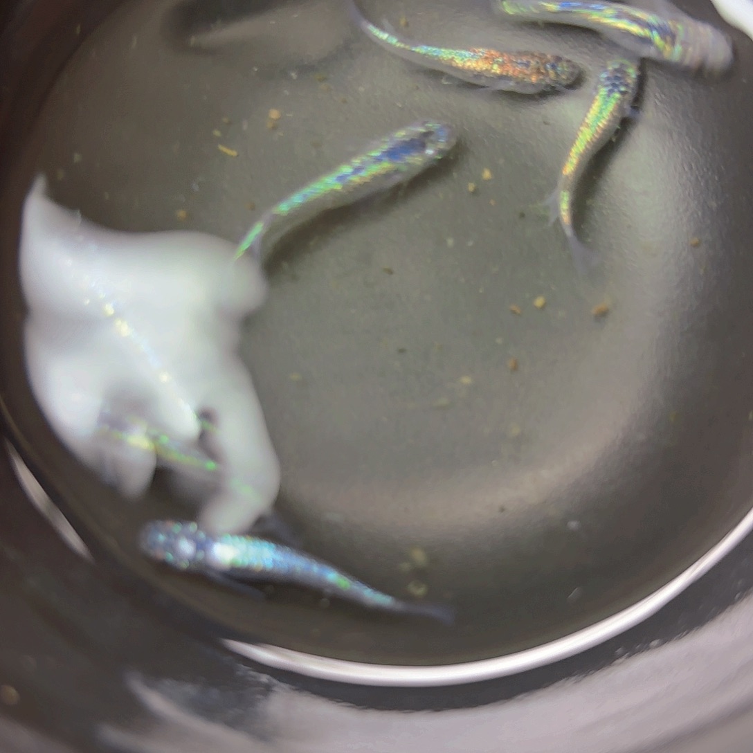 青鳉海王星51号链接