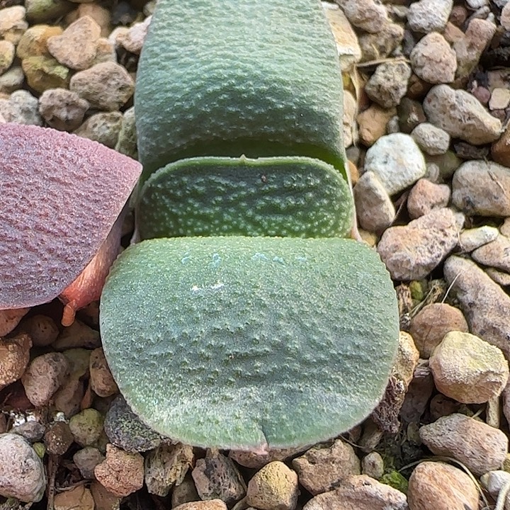 新年好福利卧牛一枚