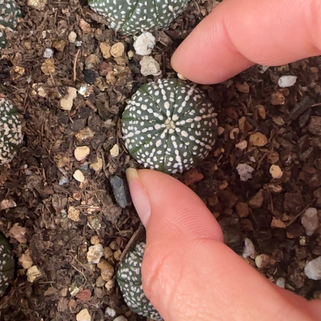 03实生奇迹兜多肉2.1厘米