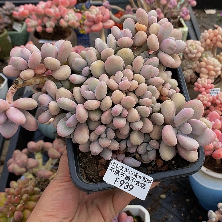 桃蛋老桩有砍11cm939多肉植物