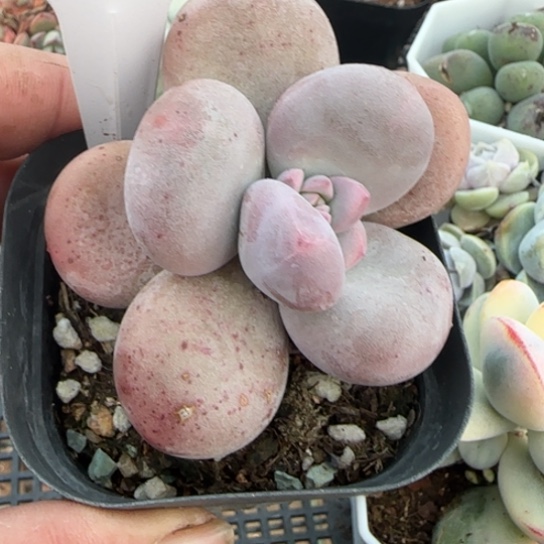 4原始奶一物一拍多肉