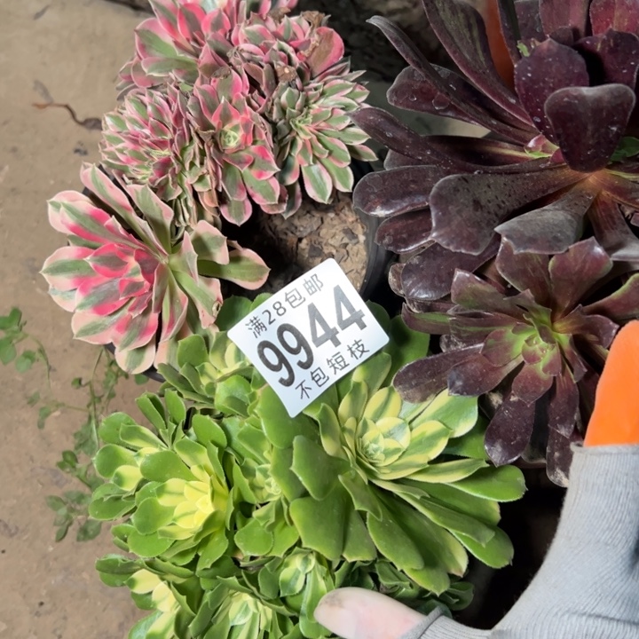 9944组合福袋多肉植物法师