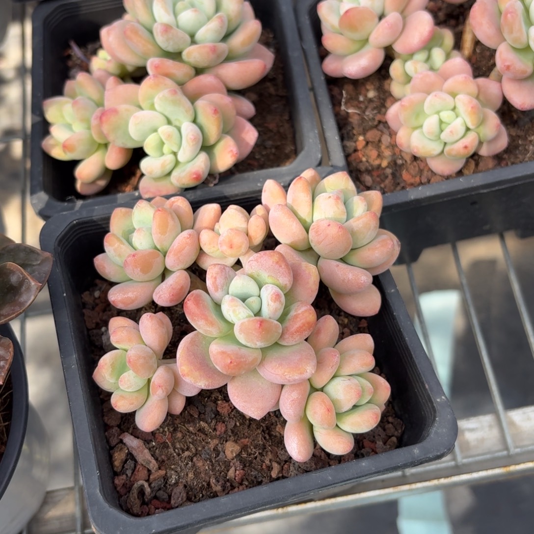 樱花洛神多肉12㎝盆特价