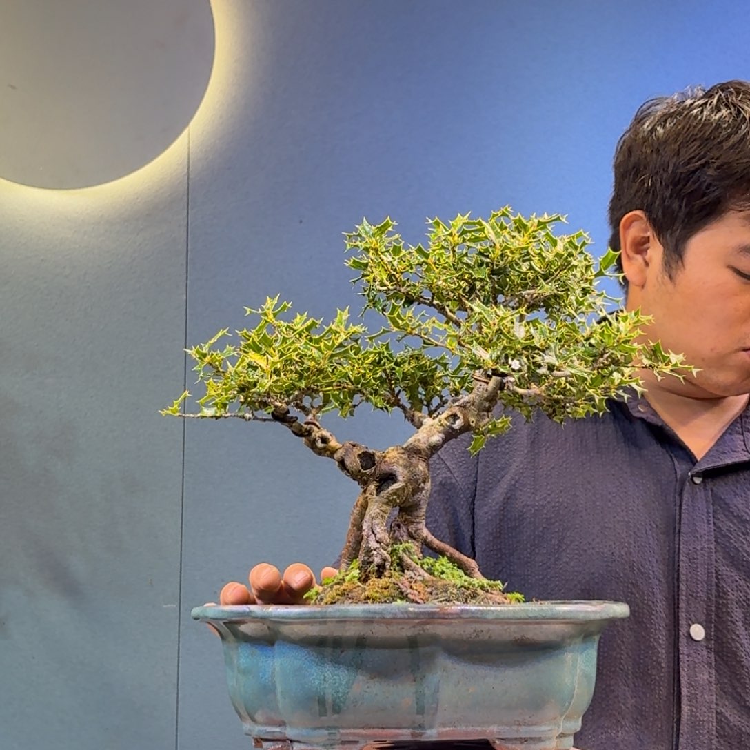 要***生无花朵枸骨一物一拍