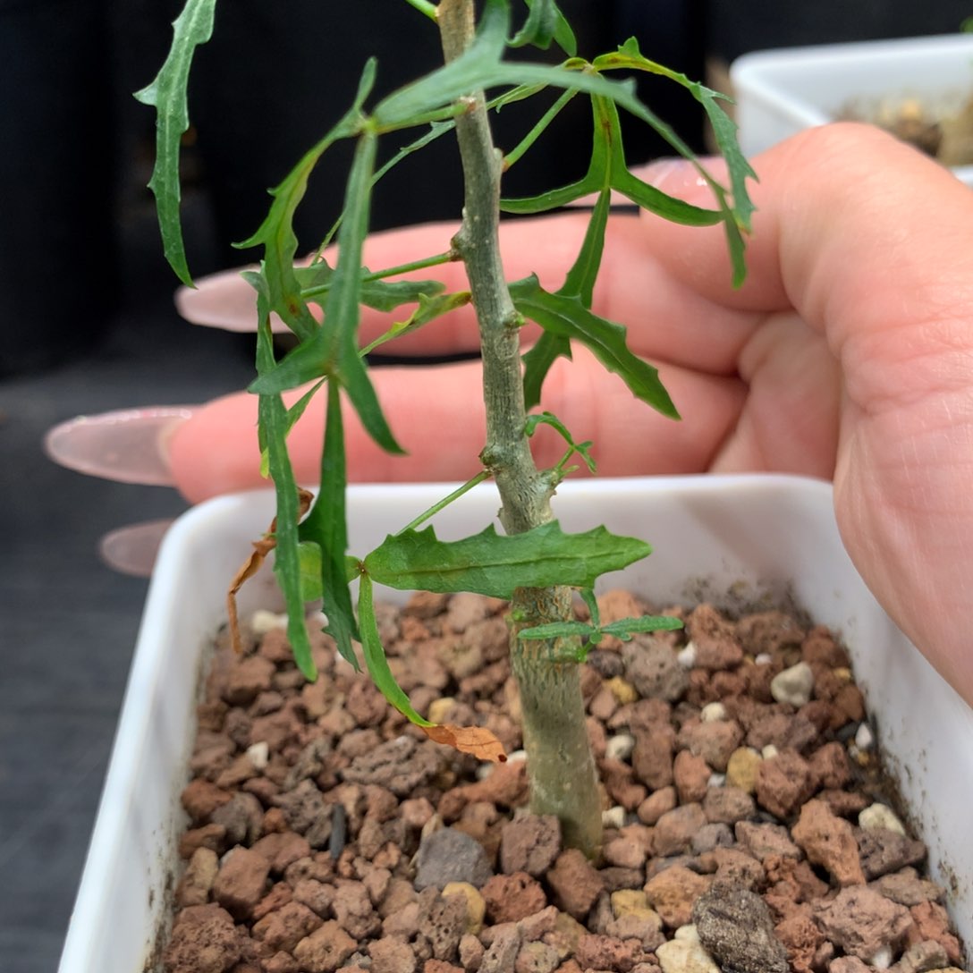 飞羽没药实生小苗