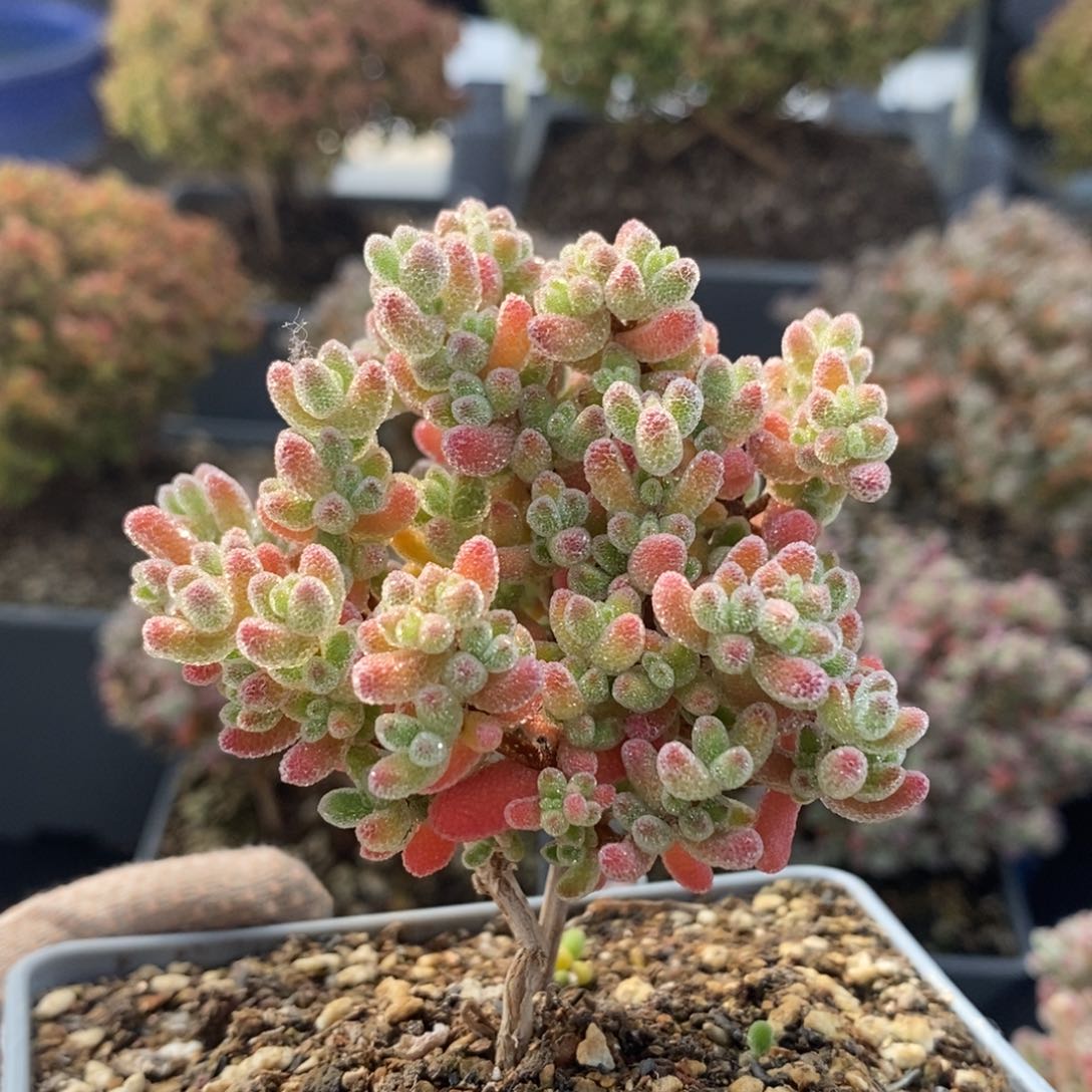 实生冰晶4479枝干番杏