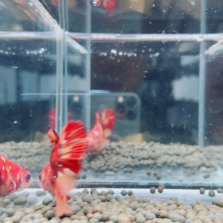 斗鱼黑77号巨斗将军