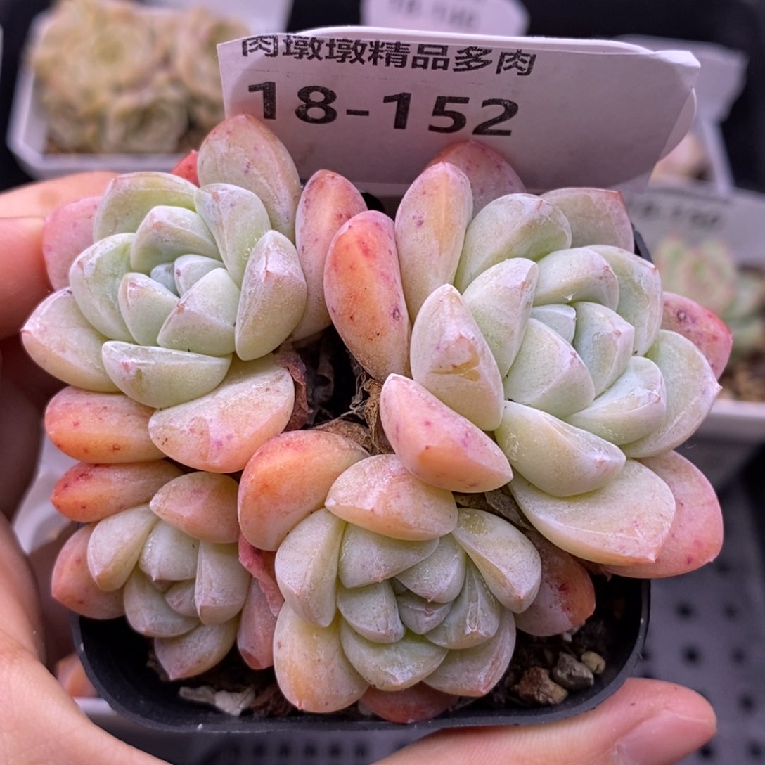 【闪购商品】18-152