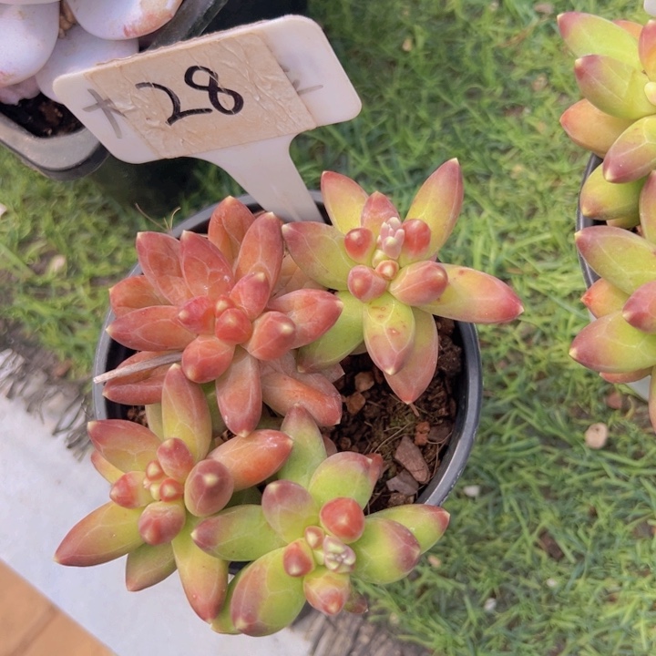 健健康康平平安安