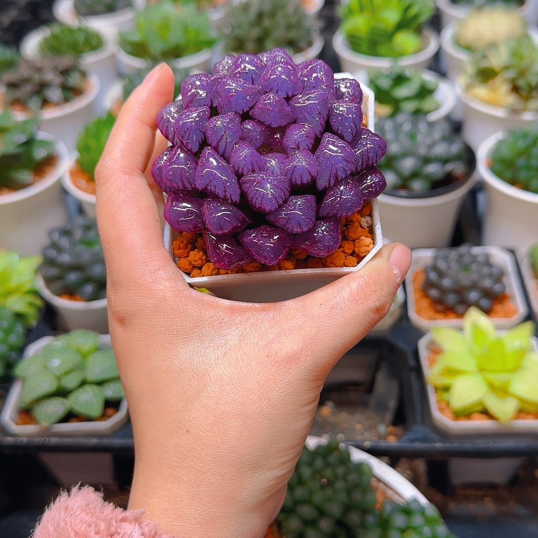 紫宝石冰灯玉露，原盆，人工上色