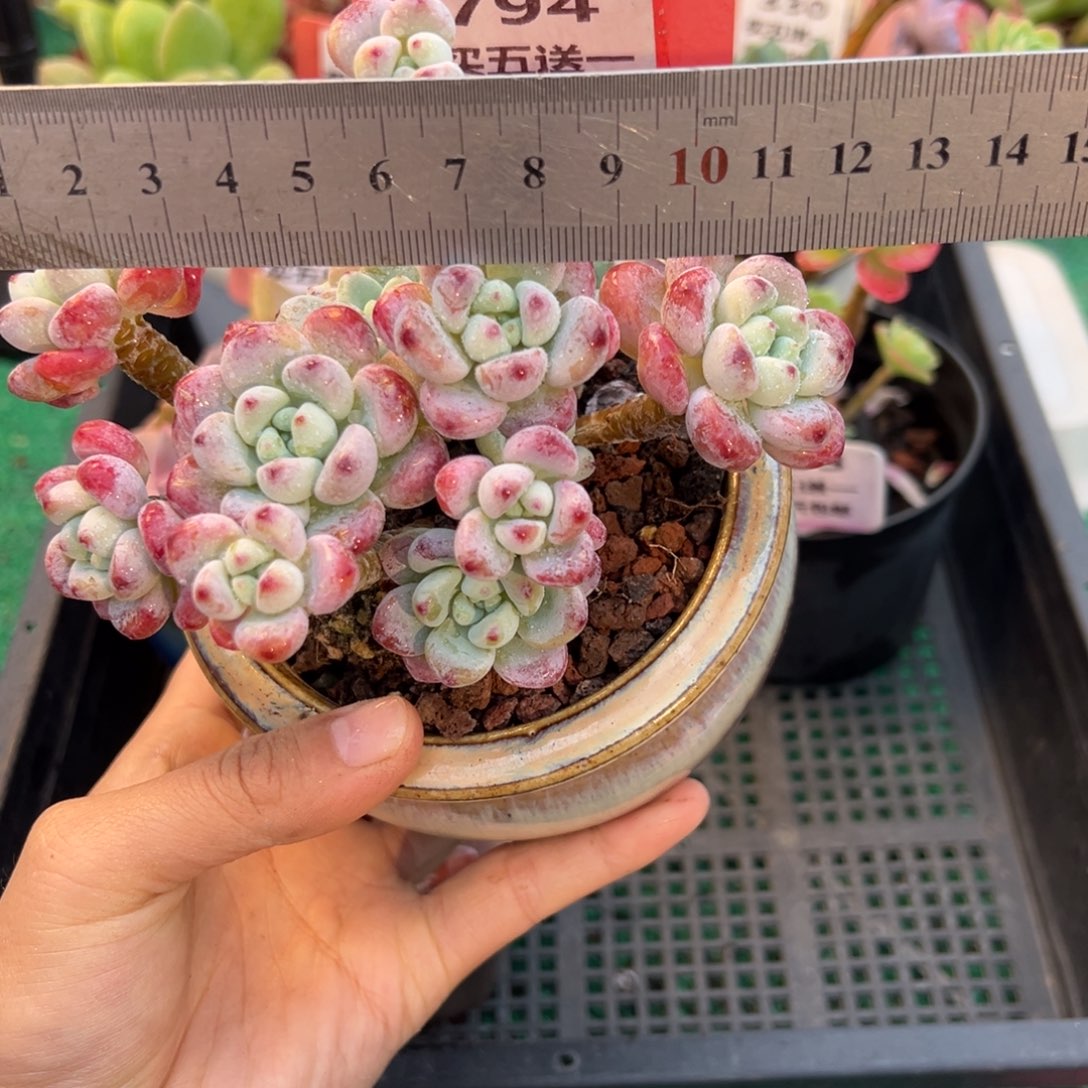 表妹精品多肉植物794.