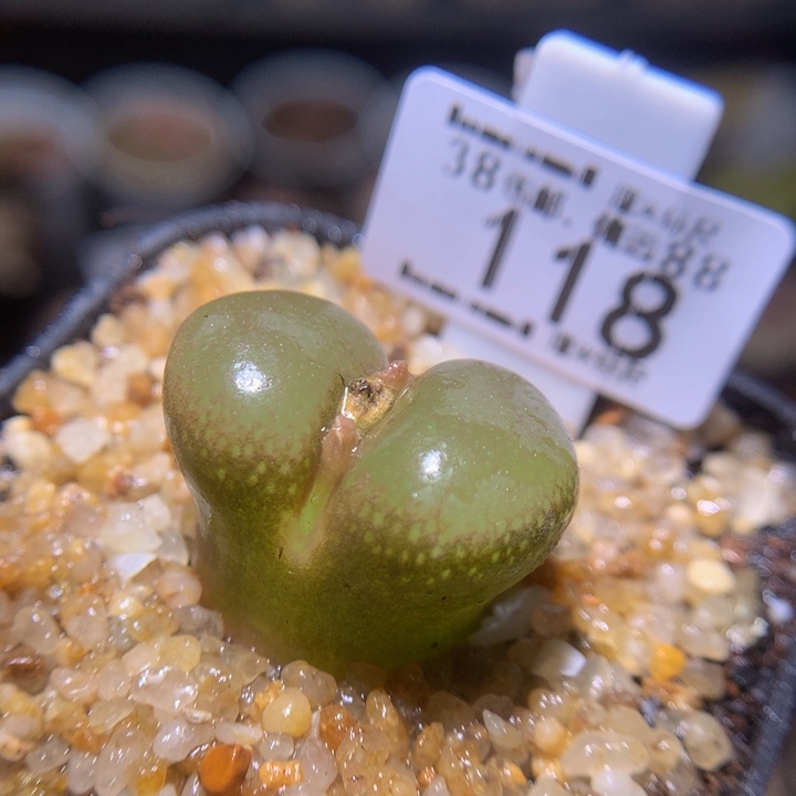 zzz精品生石花118