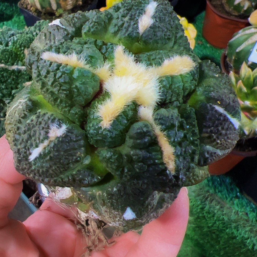 无花朵大尤连山牡丹363