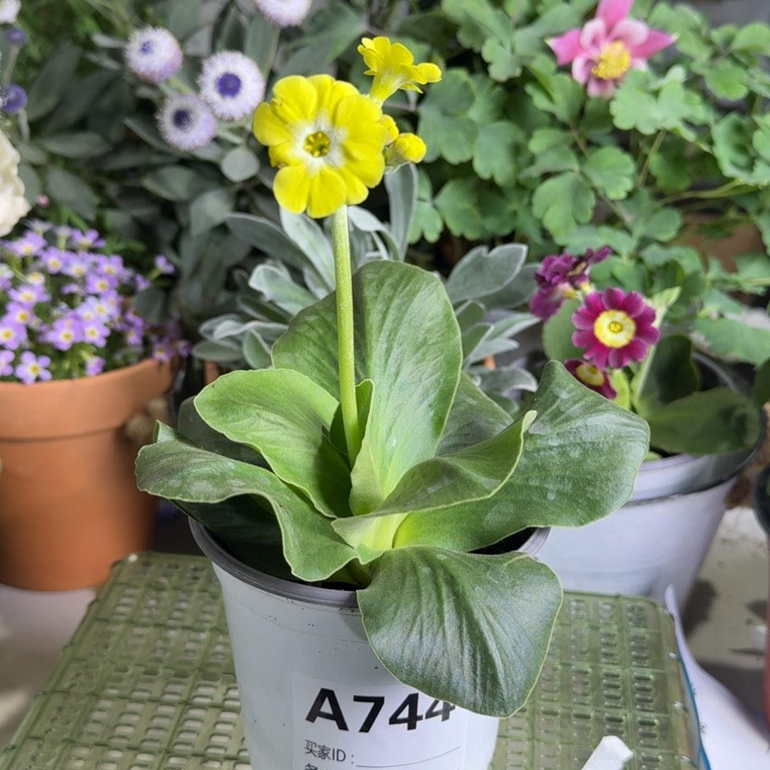 一物一拍  耳叶报春A744