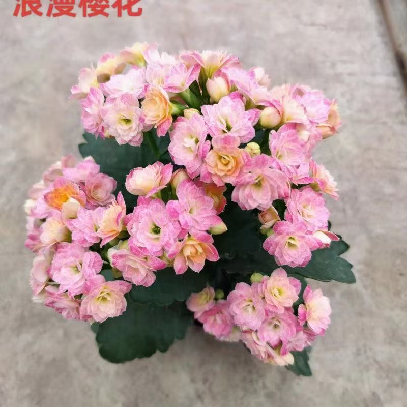 【浪漫樱花】110盆 明星长寿花粉色带花斑精美长寿花盆栽