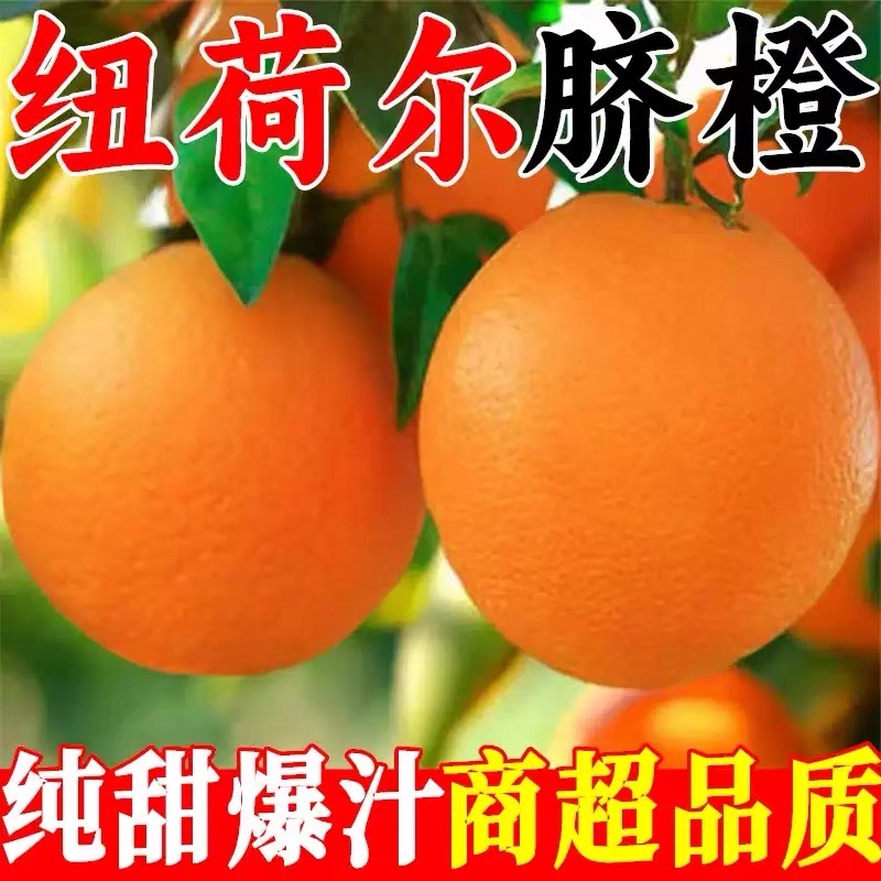 （果王巨无霸）崀山脐橙新鲜采摘水嫩多汁香甜可口高山脐橙现摘现发