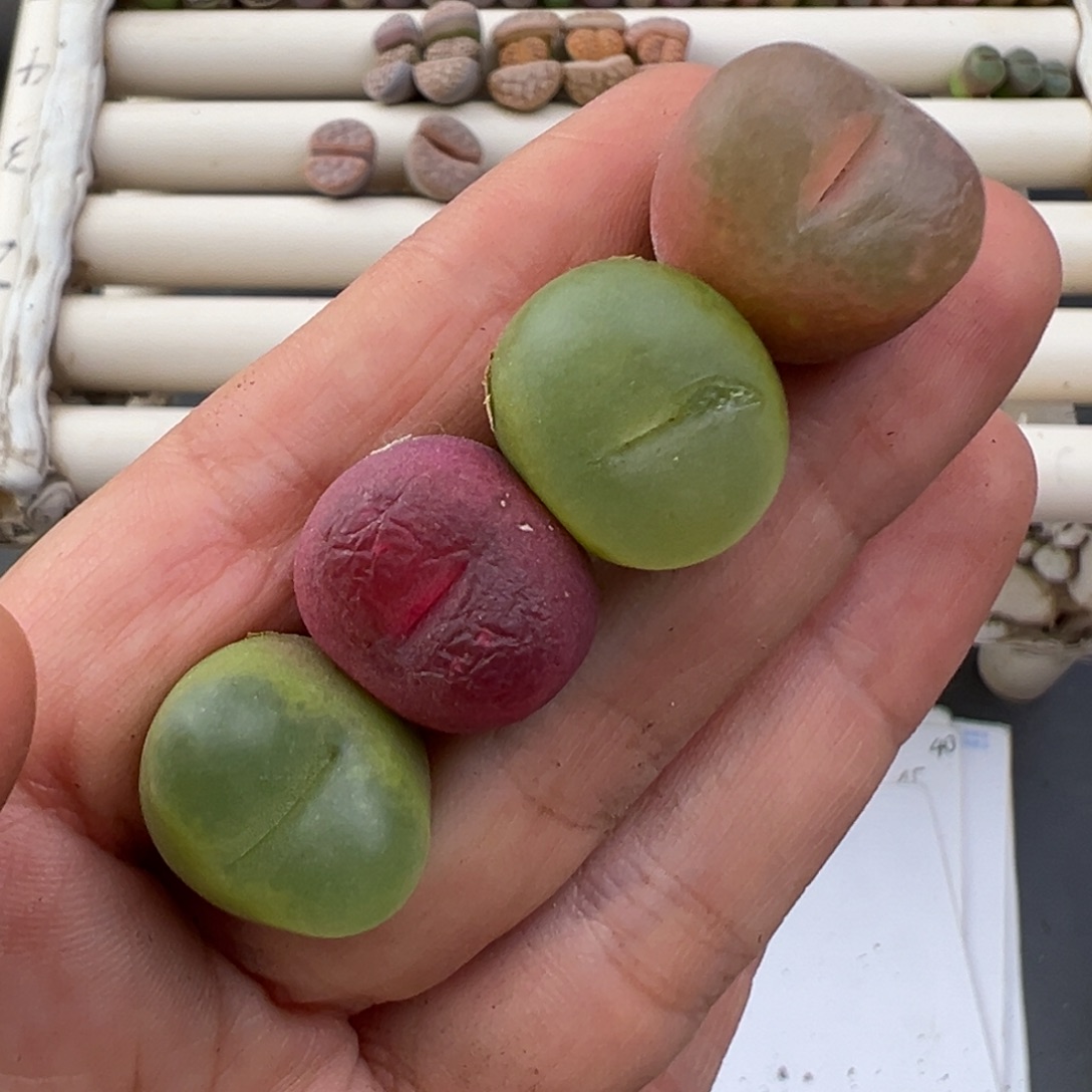 12.24好看的多肉脱土发货698