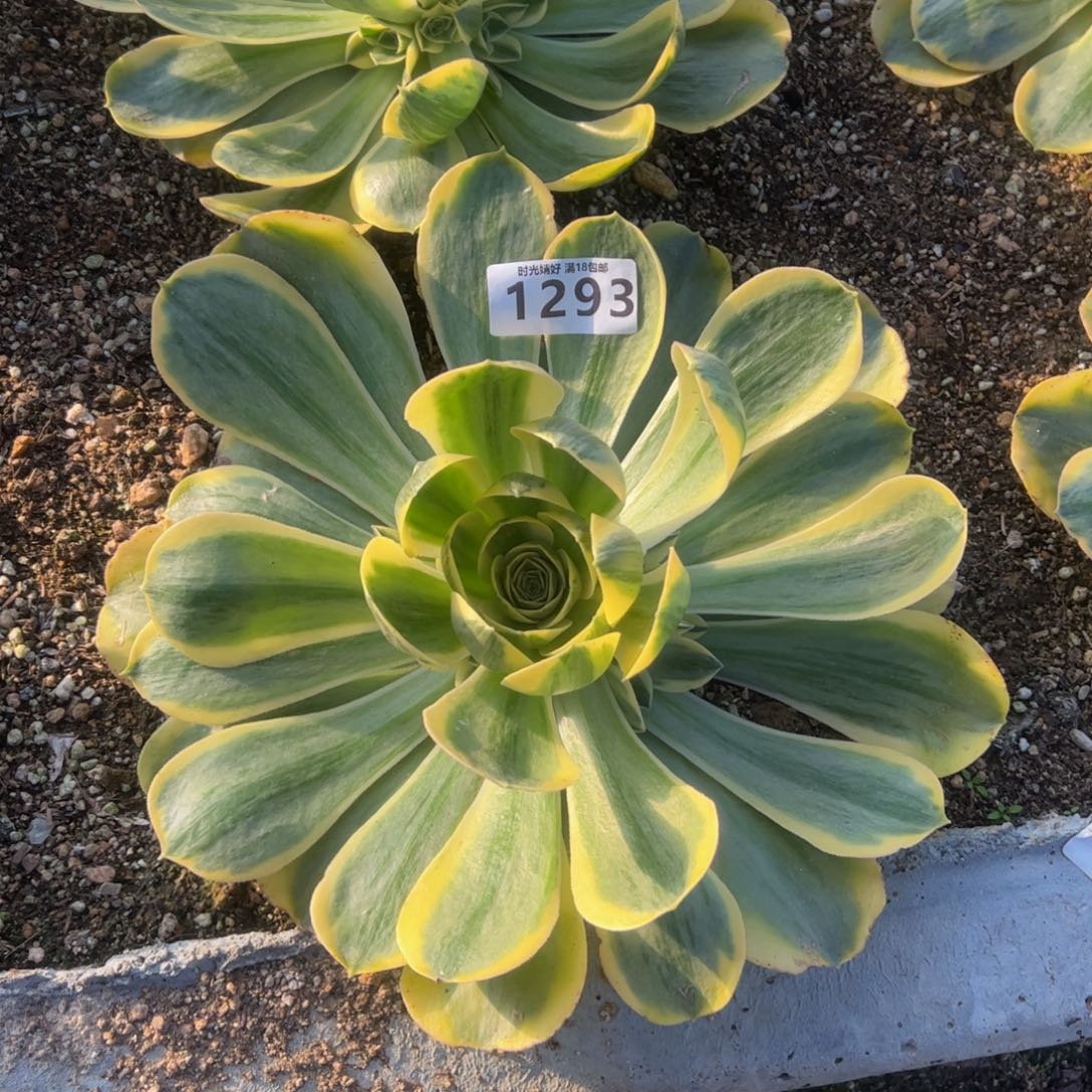 1293香炉盘锦多肉植物