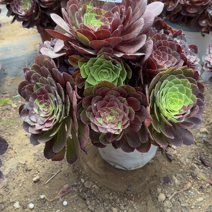 瑞妈多肉植物228